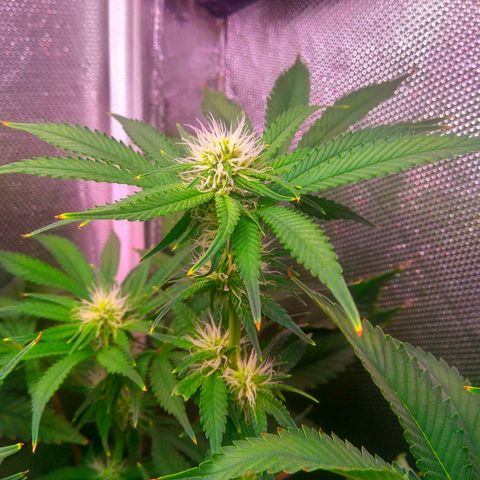 Cinderella 99  growlog timeline photo