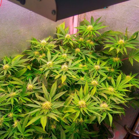 Cinderella 99  growlog timeline photo