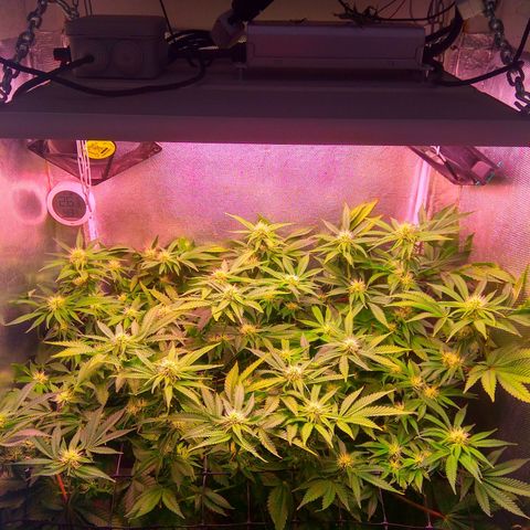 Cinderella 99  growlog timeline photo