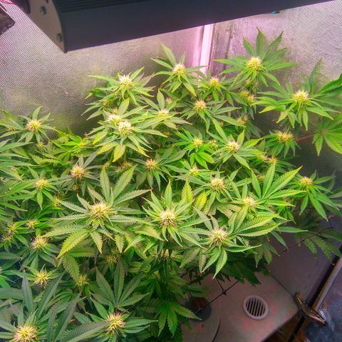 Cinderella 99  growlog timeline photo