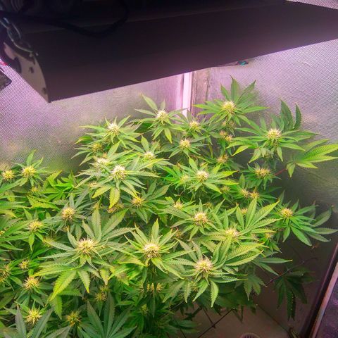 Cinderella 99  growlog timeline photo