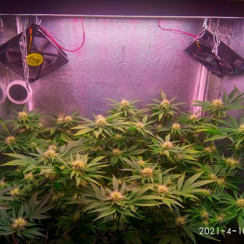 Cinderella 99  growlog timeline photo