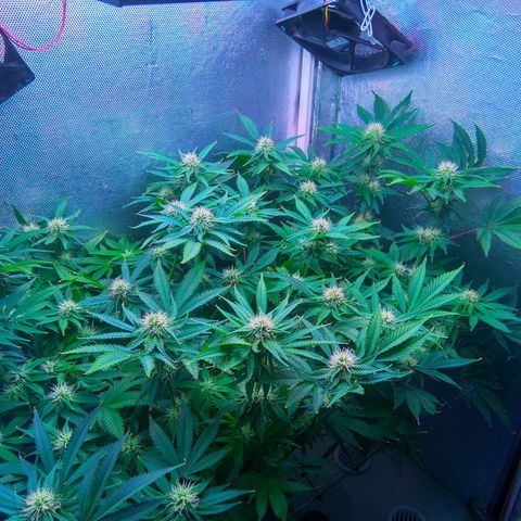 Cinderella 99  growlog timeline photo
