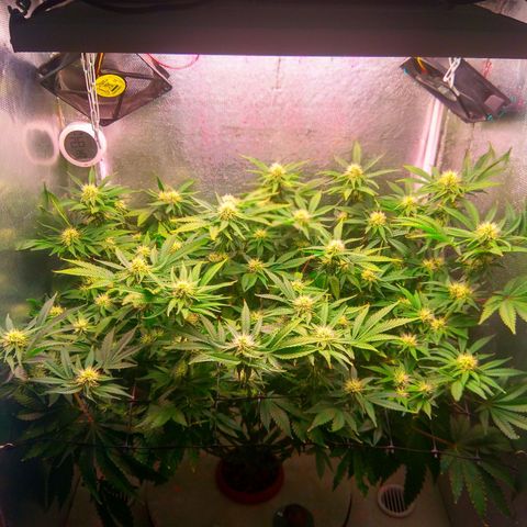 Cinderella 99  growlog timeline photo