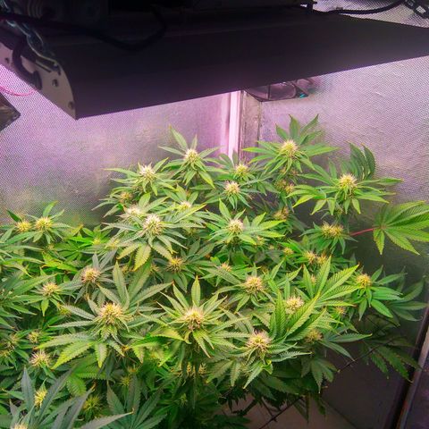 Cinderella 99  growlog timeline photo