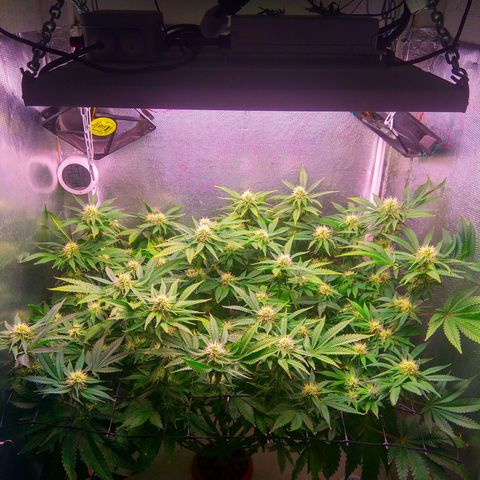 Cinderella 99  growlog timeline photo