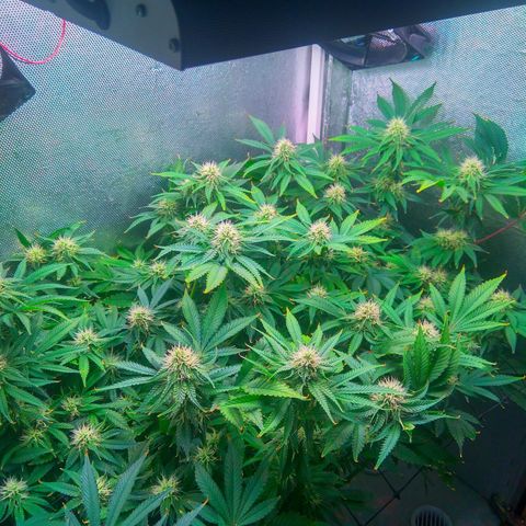 Cinderella 99  growlog timeline photo