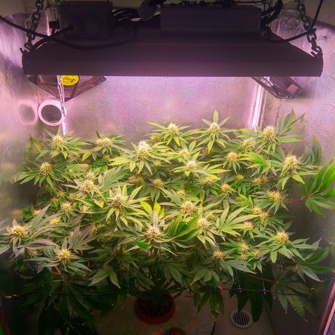 Cinderella 99  growlog timeline photo