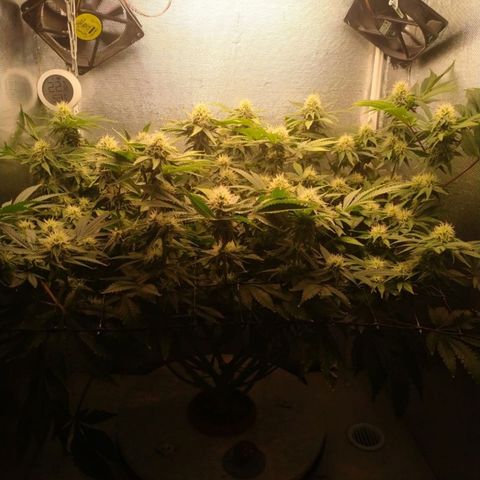 Cinderella 99  growlog timeline photo