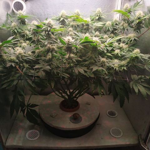 Cinderella 99  growlog timeline photo