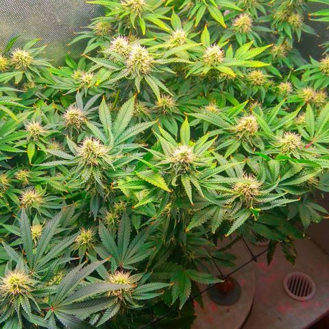 Cinderella 99  growlog timeline photo
