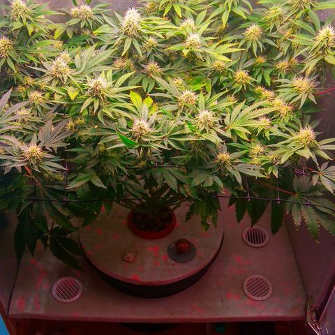 Cinderella 99  growlog timeline photo