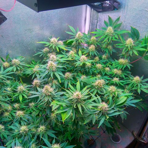 Cinderella 99  growlog timeline photo