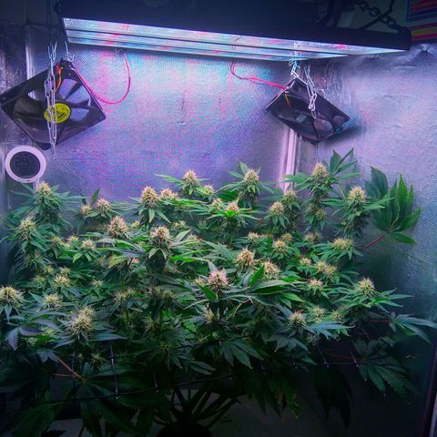 Cinderella 99  growlog timeline photo