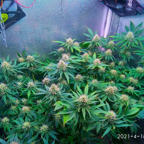 Cinderella 99  growlog timeline photo