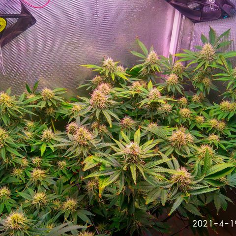 Cinderella 99  growlog timeline photo