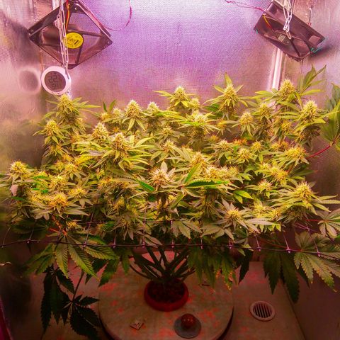 Cinderella 99  growlog timeline photo