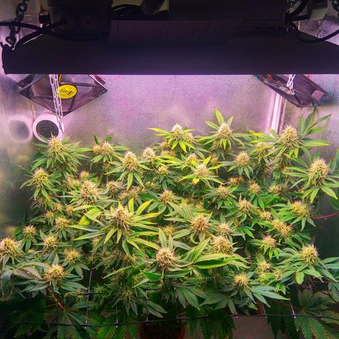 Cinderella 99  growlog timeline photo