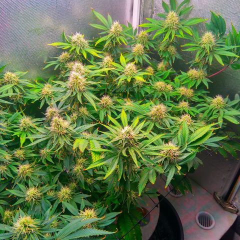 Cinderella 99  growlog timeline photo