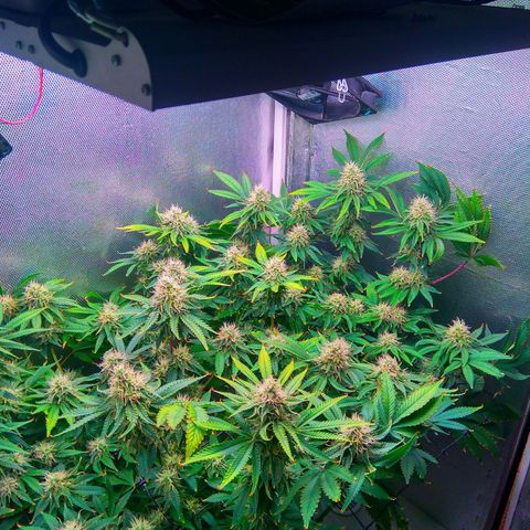 Cinderella 99  growlog timeline photo