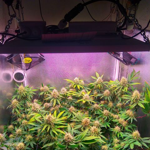 Cinderella 99  growlog timeline photo