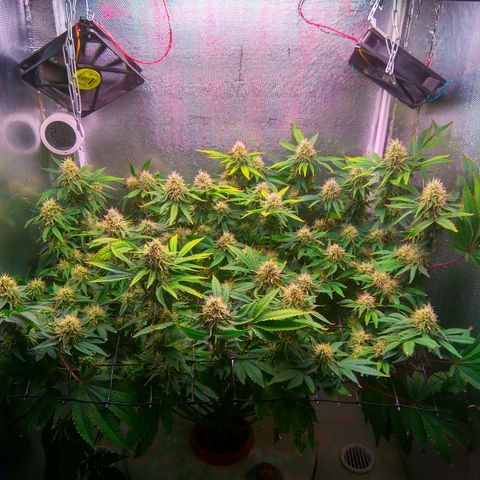Cinderella 99  growlog timeline photo