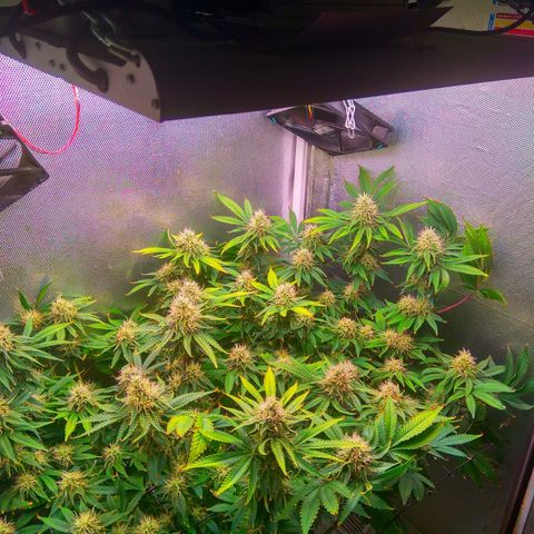 Cinderella 99  growlog timeline photo