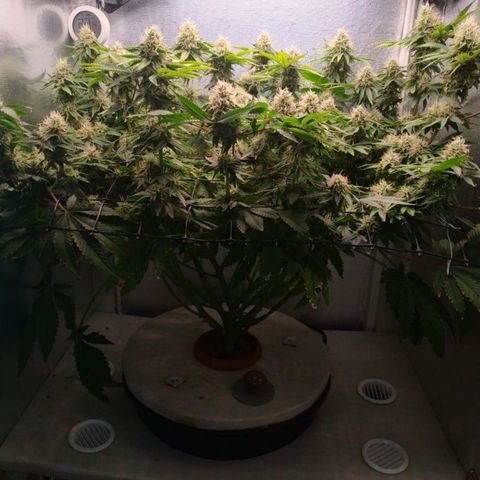 Cinderella 99  growlog timeline photo