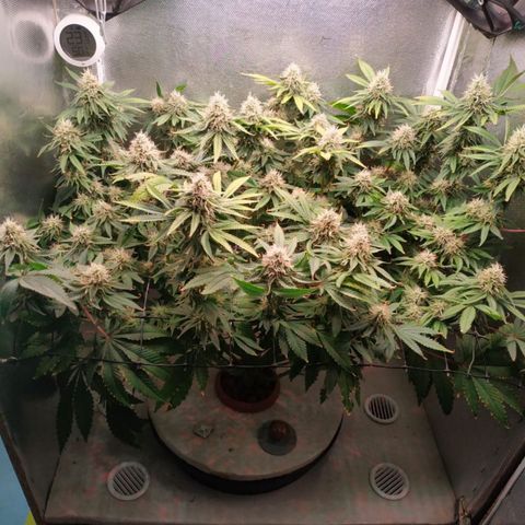 Cinderella 99  growlog timeline photo