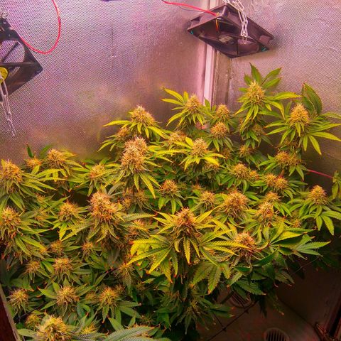 Cinderella 99  growlog timeline photo