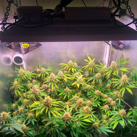 Cinderella 99  growlog timeline photo