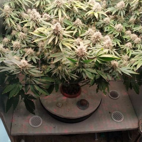 Cinderella 99  growlog timeline photo