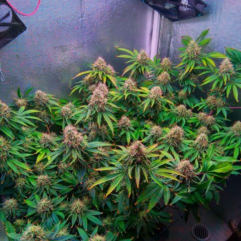 Cinderella 99  growlog timeline photo