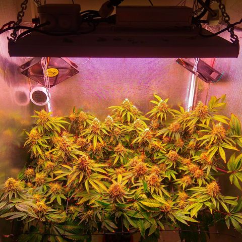 Cinderella 99  growlog timeline photo