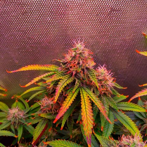 Cinderella 99  growlog timeline photo