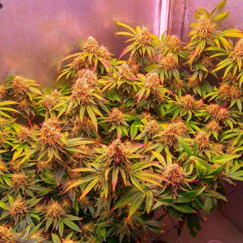 Cinderella 99  growlog timeline photo