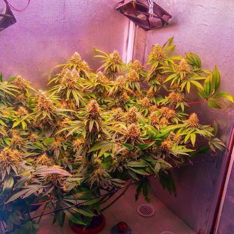 Cinderella 99  growlog timeline photo