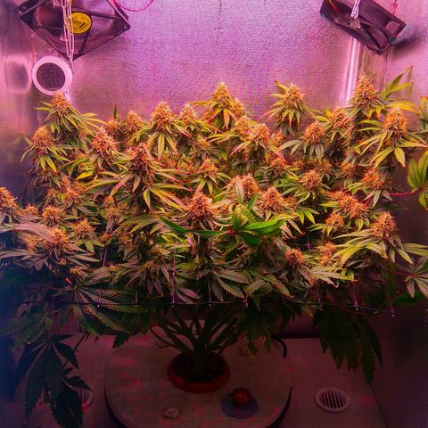 Cinderella 99  growlog timeline photo
