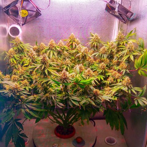Cinderella 99  growlog timeline photo
