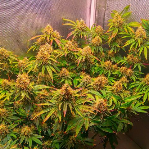 Cinderella 99  growlog timeline photo
