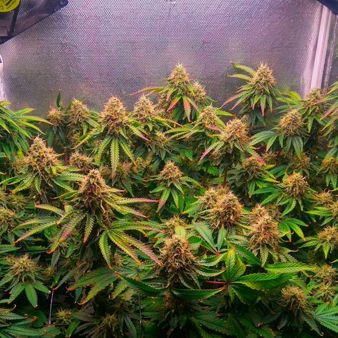 Cinderella 99  growlog timeline photo