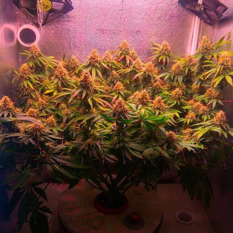 Cinderella 99  growlog timeline photo