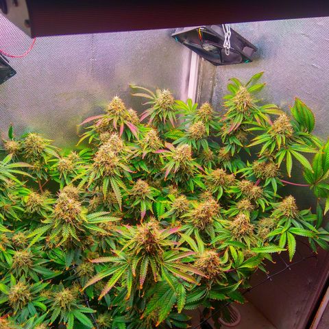 Cinderella 99  growlog timeline photo