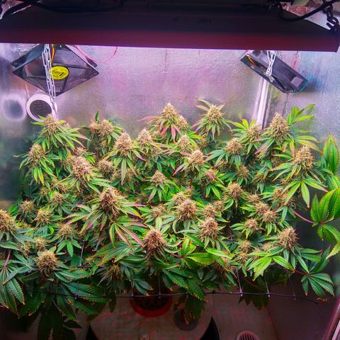 Cinderella 99  growlog timeline photo