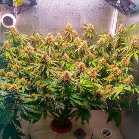 Cinderella 99  growlog timeline photo