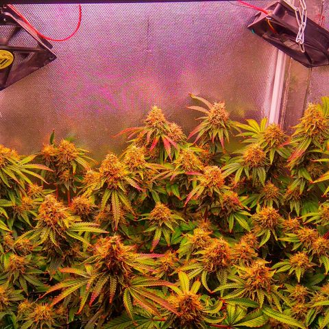 Cinderella 99  growlog timeline photo