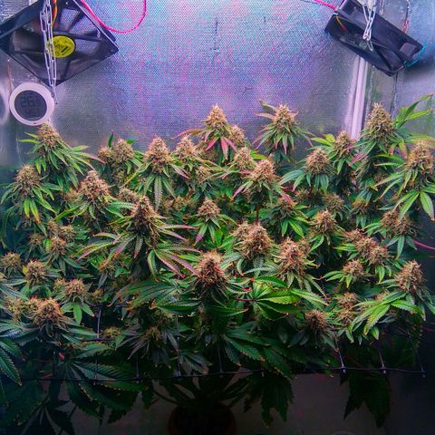 Cinderella 99  growlog timeline photo