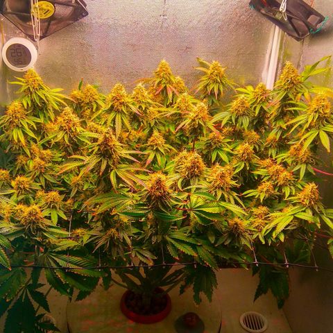 Cinderella 99  growlog timeline photo