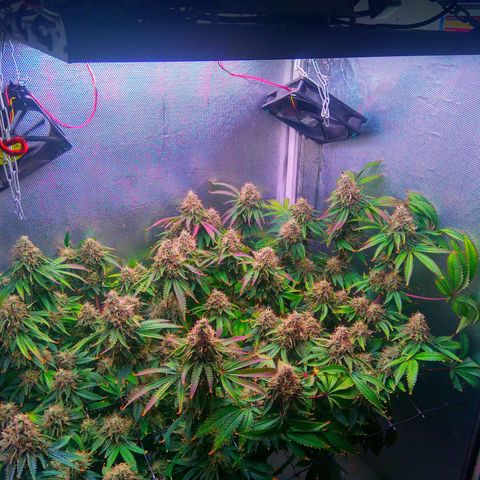 Cinderella 99  growlog timeline photo