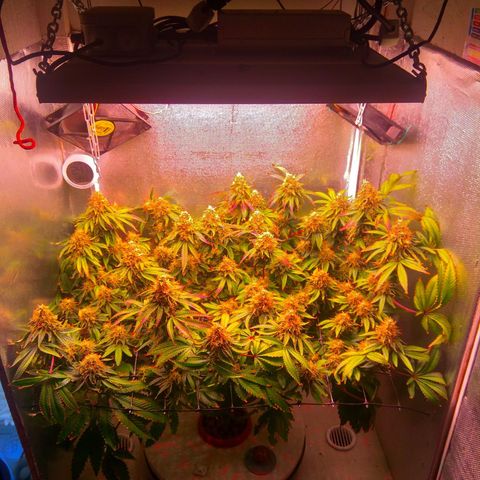Cinderella 99  growlog timeline photo
